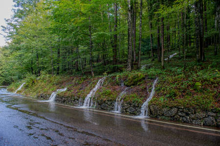 Streams of water in the woods after a heavy rainの写真素材