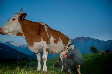 Dossena Italy 7 October 2012: Peasant woman milking the cows with her handsの写真素材