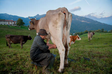 Dossena Italy 7 October 2012: Peasant woman milking the cows with her handsの写真素材