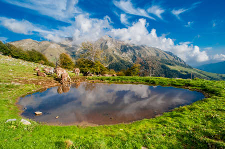 cows drinking in the pond On the mountain pastureの写真素材
