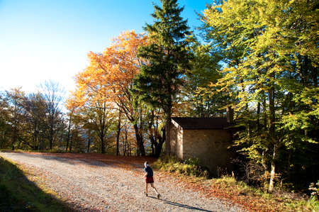 road in the woods in autumnの写真素材