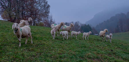sheep grazing in the mountain pastureの写真素材