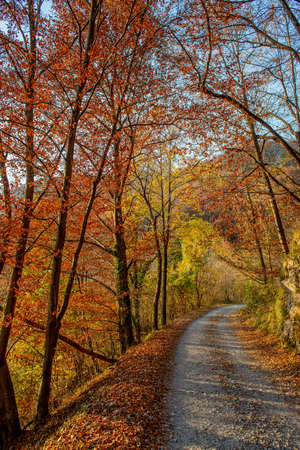 road in the autumn forest with colorful leavesの写真素材