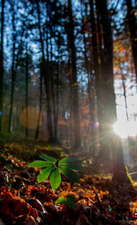 Green leaves in the woods against the lightの写真素材
