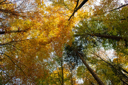 bright colors of the forest in autumnの写真素材