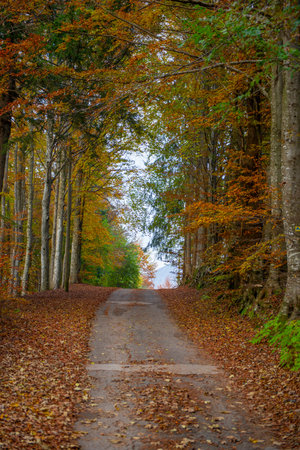 bright colors of the forest in autumnの写真素材
