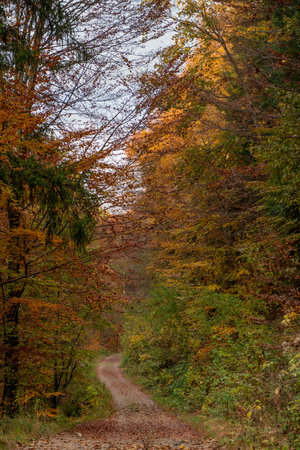 bright colors of the forest in autumnの写真素材