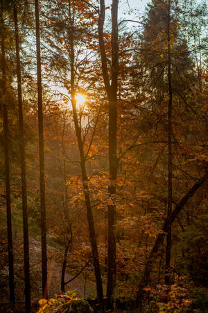 bright colors of the forest in autumnの写真素材