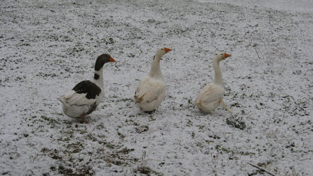 free ducks in the snowの写真素材