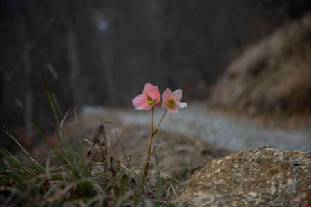 Pink colored helleborus just blossomed