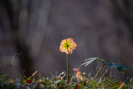 Pink colored helleborus just blossomedの写真素材