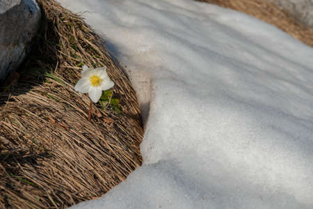 freshly bloomed snowdrop in the snowの写真素材