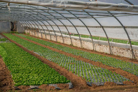 sprouting vegetables kept in a greenhouseの写真素材