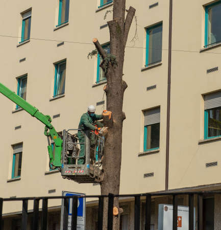Milan Italy March 29 2021: Gardener safely on a treadmill while pruning trees in the cityの写真素材
