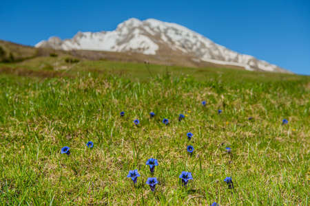 Gentianella flower just blossomed in the mountainsの写真素材