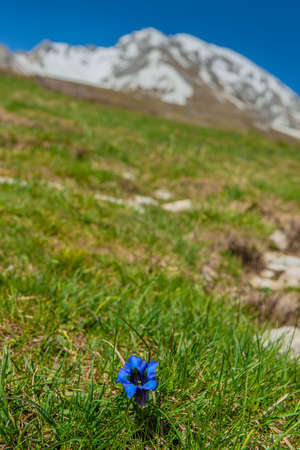 Gentianella flower just blossomed in the mountainsの写真素材