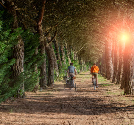tree-lined avenue with cycle pathの写真素材