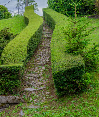 hedges that delimit the pathの写真素材