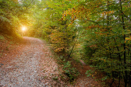 country road between trees in autumnの写真素材
