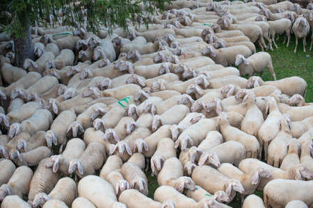Sheep during the transhumance in the mountains of Bergamoの写真素材