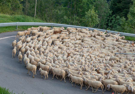 Sheep during the transhumance in the mountains of Bergamo