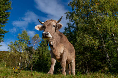 cow grazing in the mountainsの写真素材