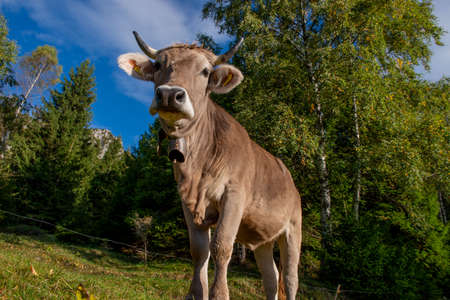 cow grazing in the mountainsの写真素材