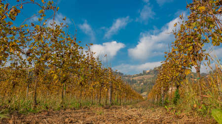 rows of vineyard in autumnの写真素材