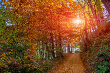 road between colorful trees in autumnの写真素材