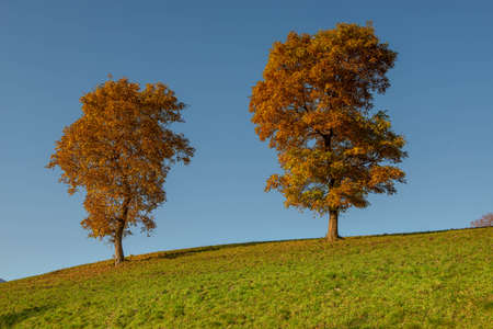 trees in the hills with autumn colorsの写真素材