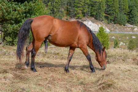 Grazing stallion in the Engadineの写真素材
