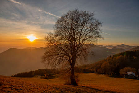 Tree in backlight at sunsetの写真素材