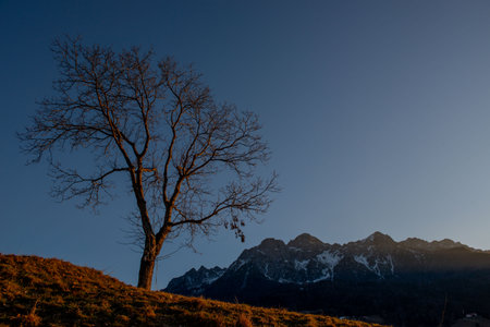 Lonely tree on the hill in winterの写真素材