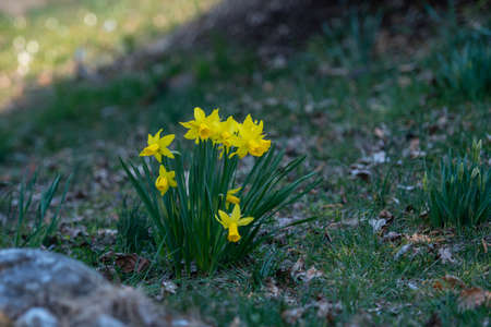 Narcissus is part of the Amaryllidaceae family and is a genus of plants native to Europeの写真素材