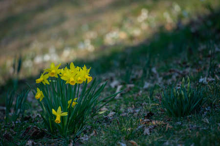 Narcissus is part of the Amaryllidaceae family and is a genus of plants native to Europeの写真素材