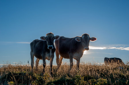 Cows grazing on the mountain pasture at sunsetの写真素材