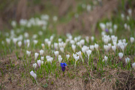 Flowers after the thaw in the mountains