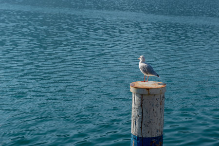 Seagull on palisade for mooring boatsの写真素材