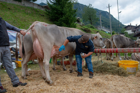 Serina Bergamo Italy 21 September 2022: Serina Livestock Fair, the largest cattle show in the Bergamo valleysの写真素材