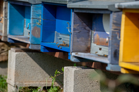 Wooden hives colored in various colors