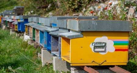 Wooden hives colored in various colors