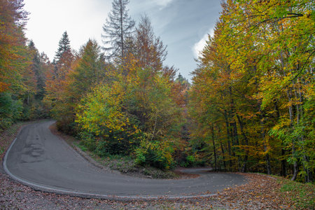Mountain road in the autumn forestの写真素材