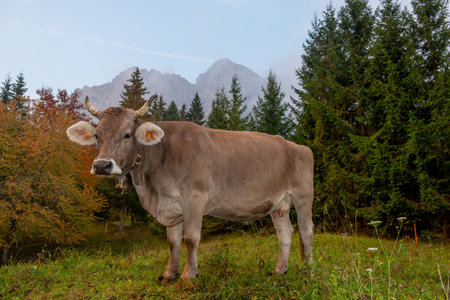 Cow grazing in the mountain pastureの写真素材
