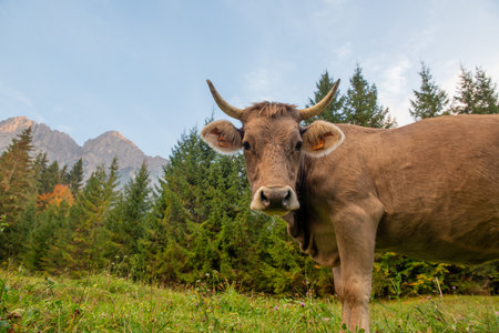 Cow grazing in the mountain pastureの写真素材