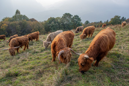 Highlanad cattle breed is known for its rusticity and its resistance to extreme environments