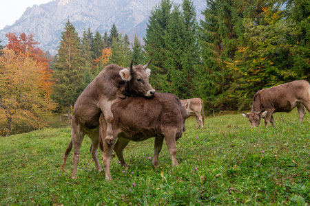 Cow grazing in the mountain pastureの写真素材