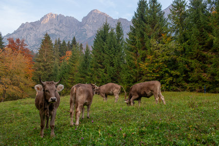 Cow grazing in the mountain pastureの写真素材