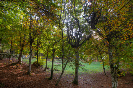 Trees with colorful leaves in autumnの写真素材