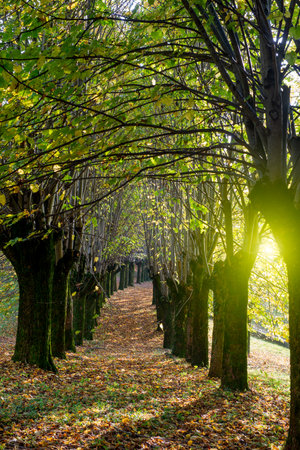 Tree-lined avenue in autumnの写真素材