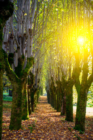 Tree-lined avenue in autumnの写真素材